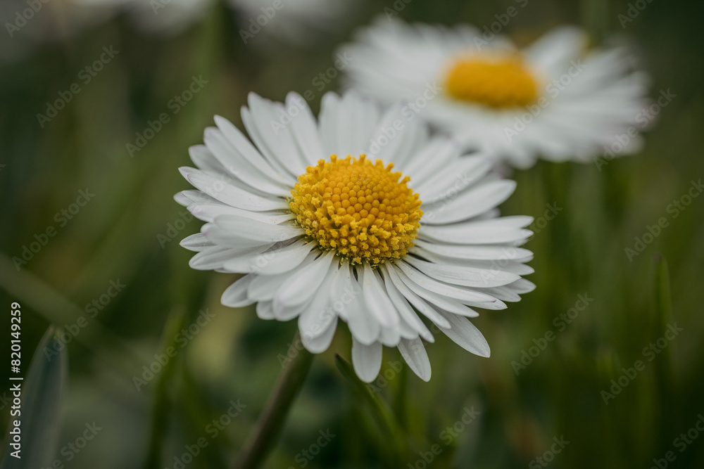 Close up of spring daisies in the garden in the afternoon Close up of spring daisies in the garden in the afternoon