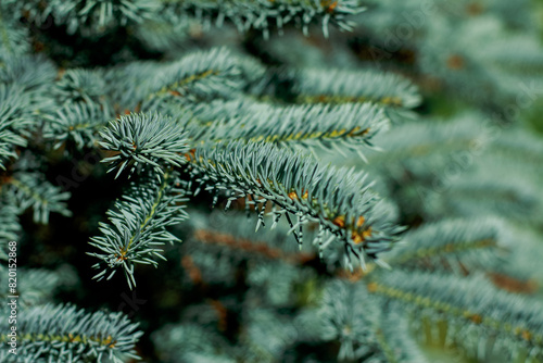 Blue spruce  Picea pungens  is a species of spruce tree. Background from blue spruce needles.