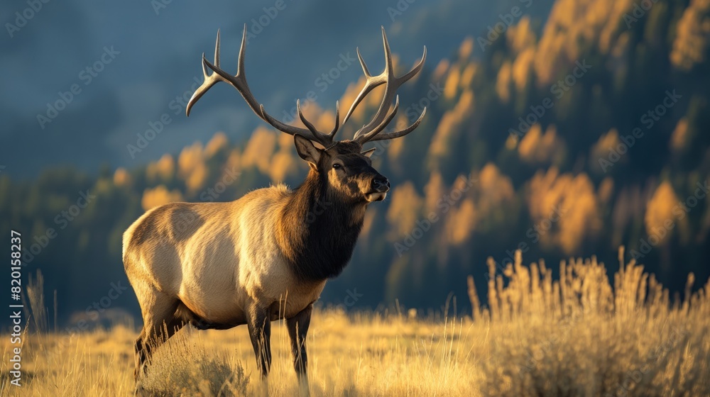 A large elk standing proudly on top of a dry grass field A large elk standing proudly on top of a dry grass field