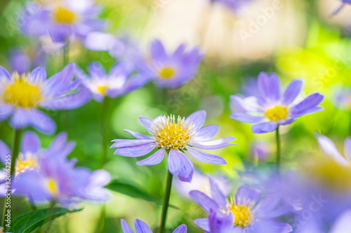 ふんわり咲くミヤコワスレ