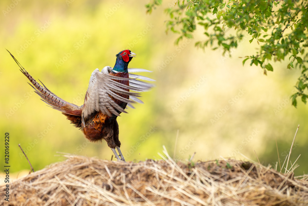 Dancing Pheasant with ringneck (Phasianus colchicus) Dancing Pheasant with ringneck (Phasianus colchicus)