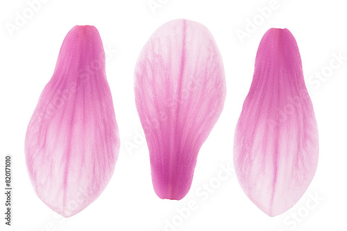 Pink magnolia flower petal isolated on white background with full depth of field. Top view. Flat lay
