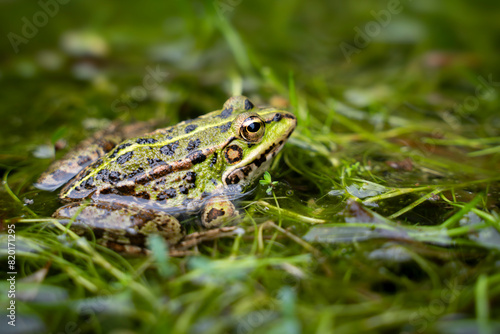 Common frog in a pond in nature