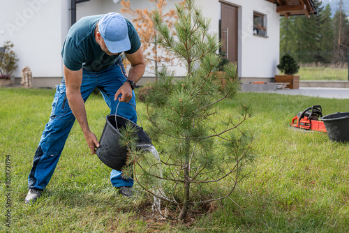 Fotografija The gardener planting a small pine tree in the yard of the house