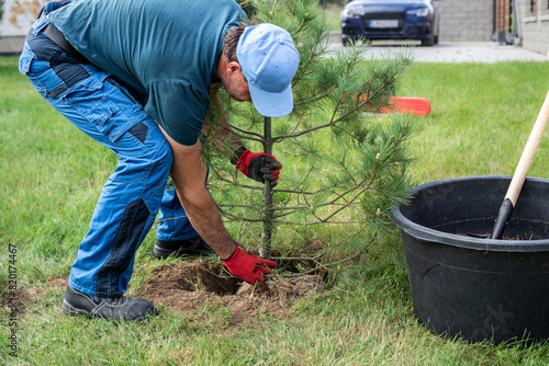 The gardener planting a small pine tree in the yard of the house. Placing the root ball in the planting pit.