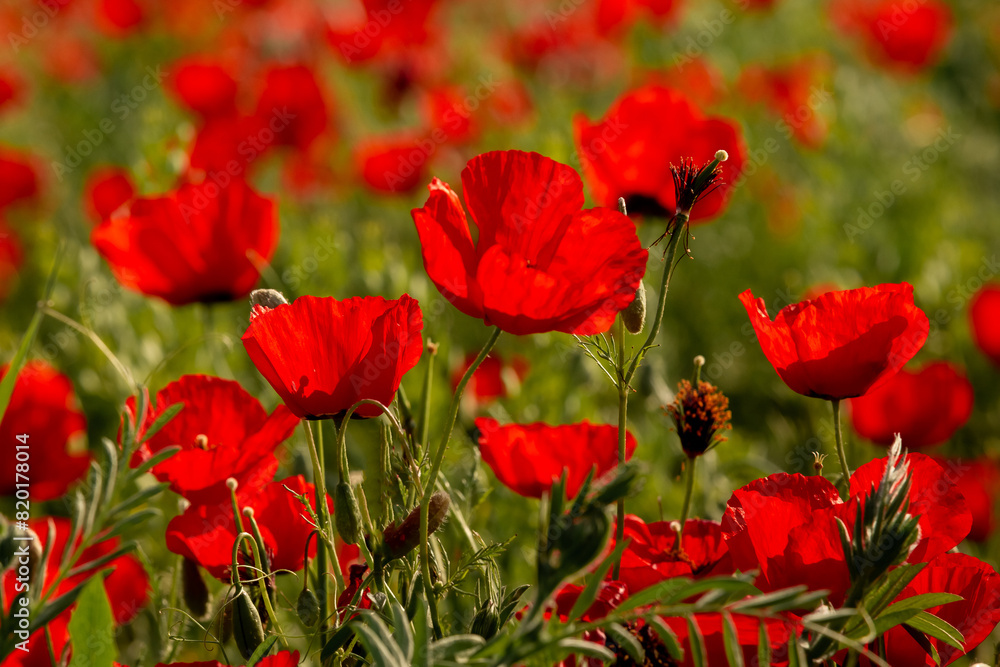 Field of red poppies Field of red poppies