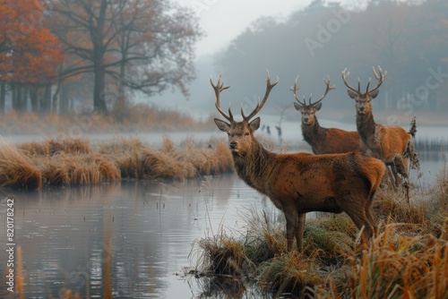 Observe the natural behavior of animals as they emerge from the mist at dawn. The scene is enhanced by high dynamic range and sharp macro details.