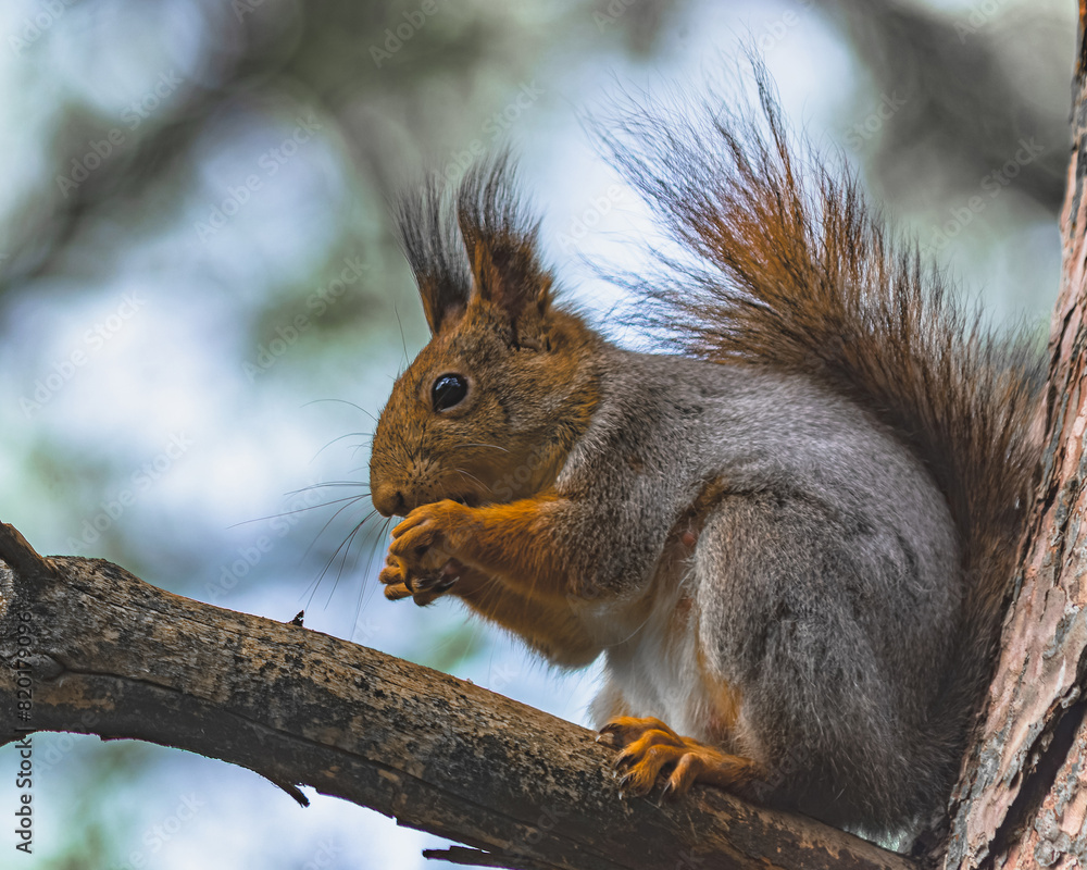 A forest squirrel sits in a tree and eats its A forest squirrel sits in a tree and eats its food A forest squirrel sits in a tree and eats its A forest squirrel sits in a tree and eats its food