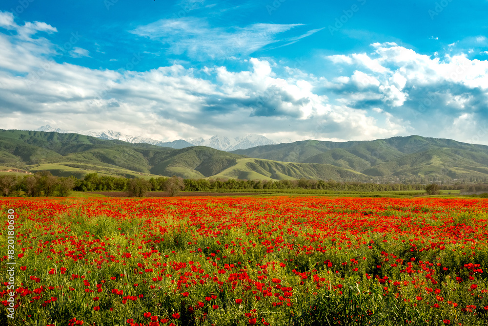 Field of poppies