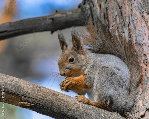 A forest squirrel sits in a tree and eats its A forest squirrel sits in a tree and eats its food