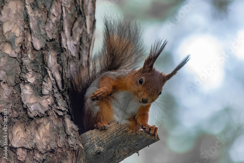 A tree squirrel sits in a tree and watches.