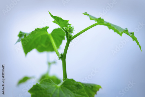 Small green plant cucamber on white background photo