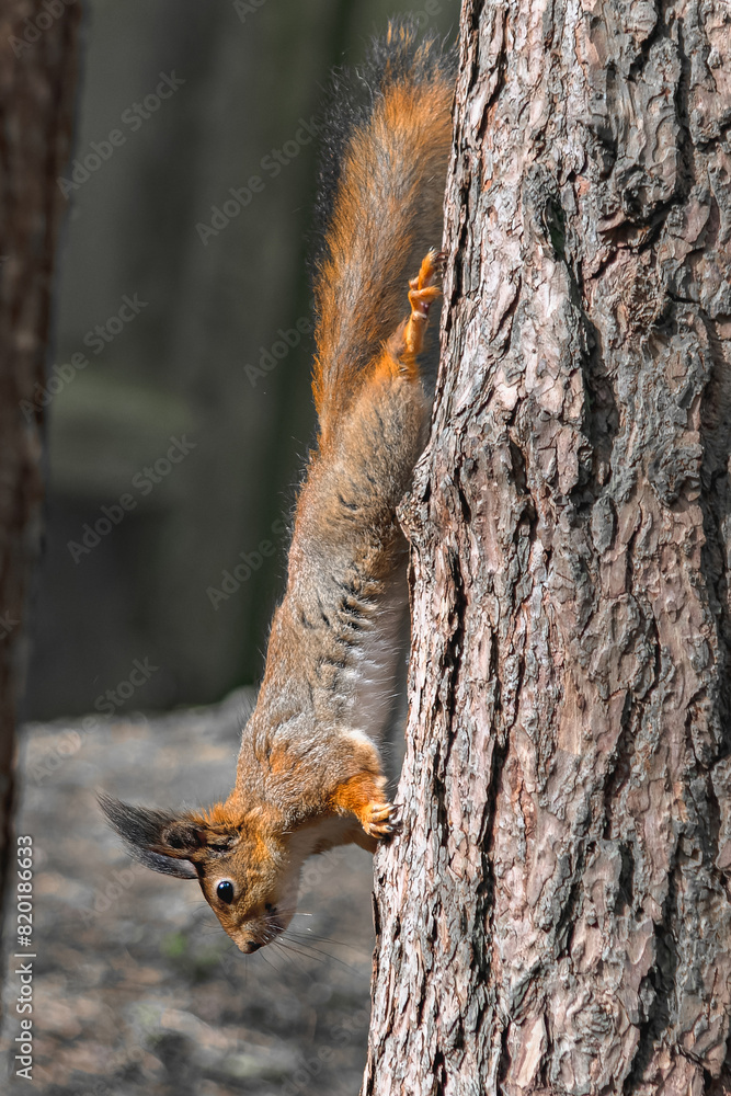 A forest squirrel runs and jumps through the trees in search of food