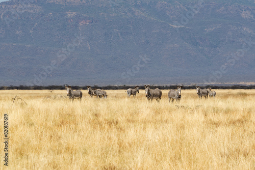 Ethiopia, a herd of zebras grazes in the  National Park of  Yabello. © Angela Meier
