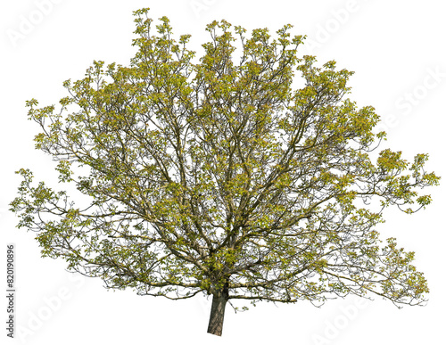 Walnut in summer
