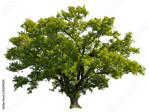 Photos Oak in summer