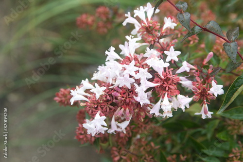 Fotografie Blossom of Linnaea × grandiflora, synonym Abelia × grandiflora, flowering plant