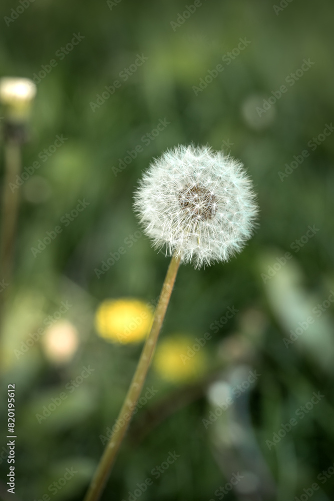A dandelion with a white fluffy ball with villi on a flower bed in a park close-up. Taraxacum officinale on a green background