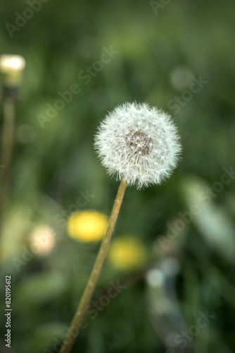 Obraz na płótnie A dandelion with a white fluffy ball with villi on a flower bed in a park close-up. Taraxacum officinale on a green background w salonie