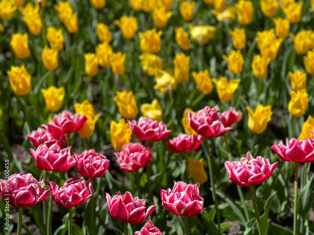 Buds of colorful tulips with fresh green leaves in soft light on a blurred background. Floral banner for a florist shop. Buds of colorful tulips with fresh green leaves in soft light on a blurred background. Floral banner for a florist shop.