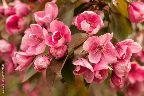 Delicate pink apple blossom 