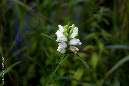The white turtlehead (Chelone glabra)  The white turtlehead , species of plant native to North America, is a popular browse plant for deer. photo