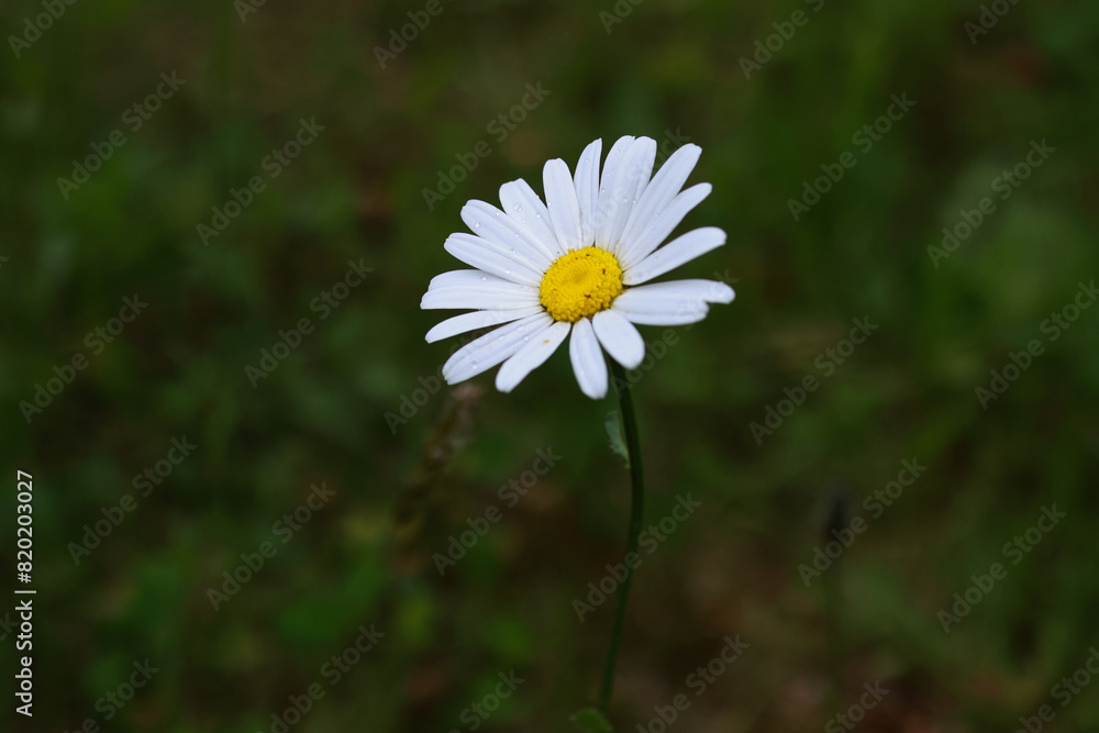 daisy