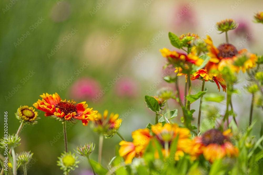 Gaillardia pulchella is a hardy plant, not demanding on the soil, although sandy and well-drained is best Gaillardia pulchella is a hardy plant, not demanding on the soil, although sandy and well-drained is best