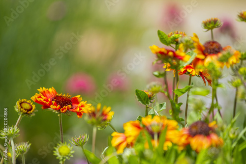 Gaillardia pulchella is a hardy plant  not demanding on the soil  although sandy and well-drained is best