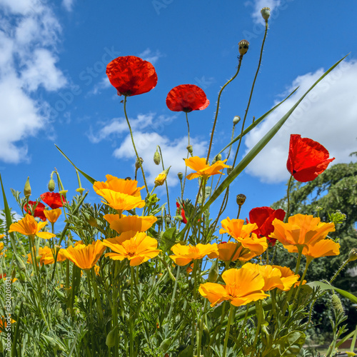 Golden Poppies California Poppies basking in the sun in a field