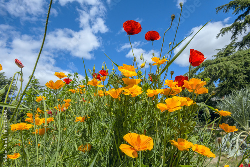 Golden Poppies California Poppies basking in the sun in a field