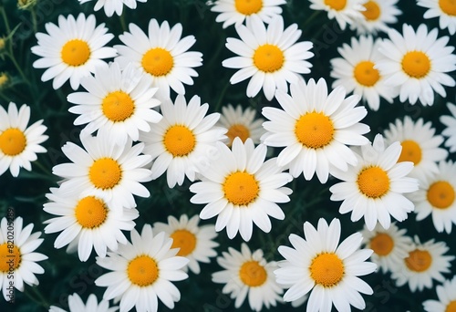 Daisies flower closeup Realistic Light with summer season flower concept © Mdesigns