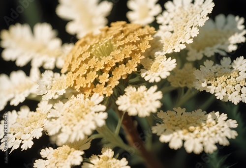 Yarrow flower closeup Realistic Light with summer season flower concept photo