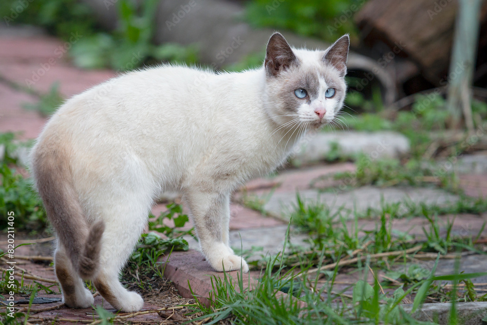 A beautiful cat with cross-eyed eyes walks in the garden. A beautiful cat with cross-eyed eyes walks in the garden.