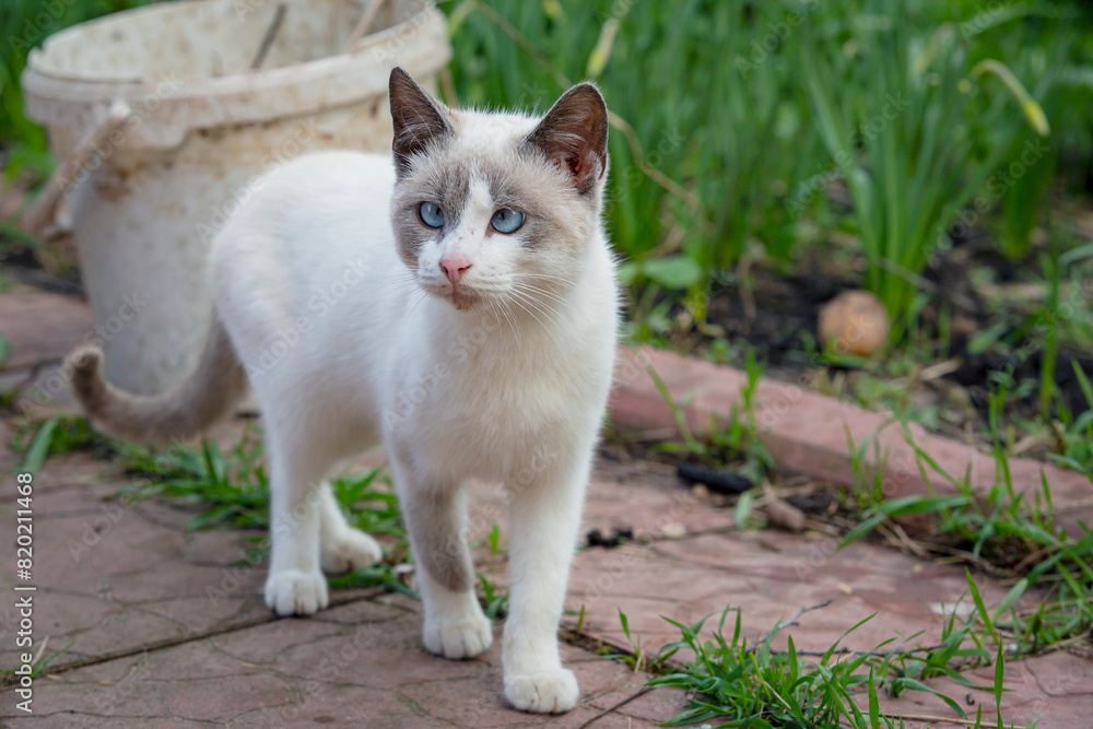 A beautiful cat with cross-eyed eyes walks in the garden. A beautiful cat with cross-eyed eyes walks in the garden.
