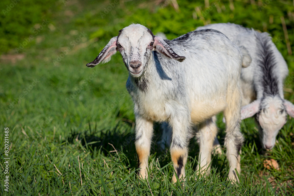 Obraz premium A white goat runs through a green meadow. Close-up.