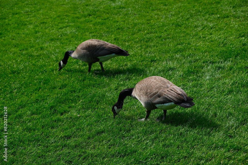 two canada geese walking around in a park two canada geese walking around in a park