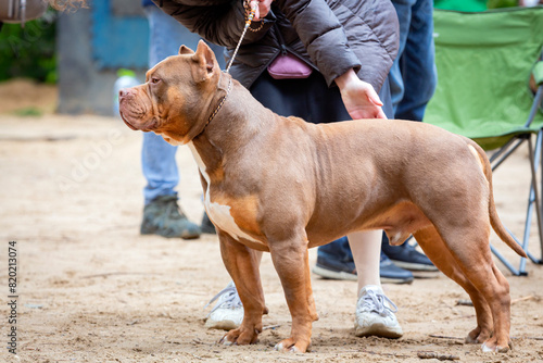 Handler shows a dog breed The American  Bully a dog show. Cute pet follows commands during training.