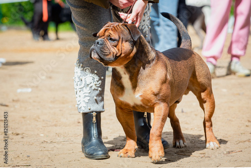 The Olde English Bulldogge is an American dog breed   at a dog show. Experts evaluate the dog at competitions.