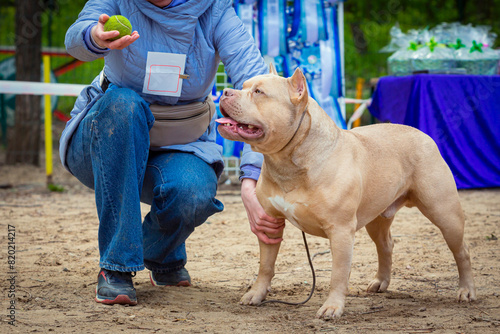 Handler shows a dog breed The American  Bully a dog show. Cute pet follows commands during training.