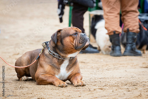 The Olde English Bulldogge is an American dog breed,  at a dog show. Experts evaluate the dog at competitions. photo