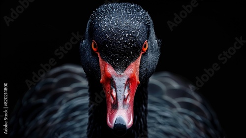 Fototapeta Naklejka Na Ścianę i Meble -  A black swan with a red beak, close-up.