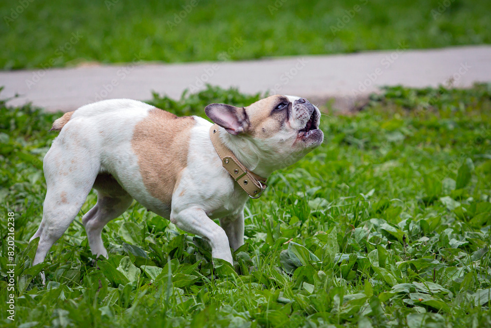 Funny French bulldog playing on a green meadow Funny French bulldog playing on a green meadow