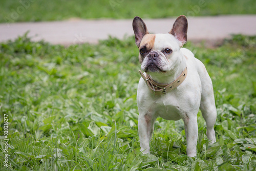 Funny French bulldog playing on a green meadow