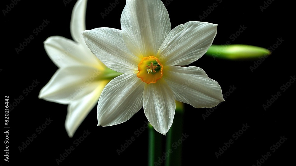 Close-up of white flower with yellow stamen at center Close-up of white flower with yellow stamen at center