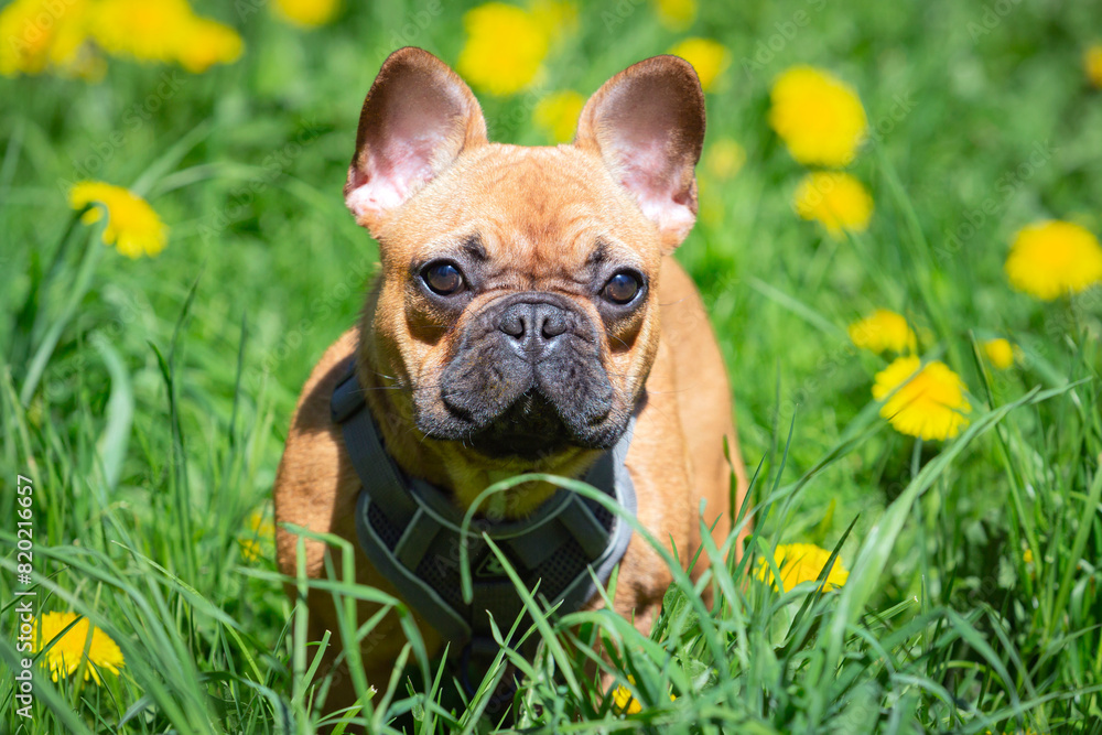 french bulldog sits in a field of yellow dandelions french bulldog sits in a field of yellow dandelions