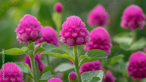 pink and purple globe amaranth flowers in nature