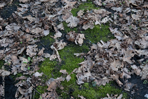the ground covered with green moss and fallen oak leaves