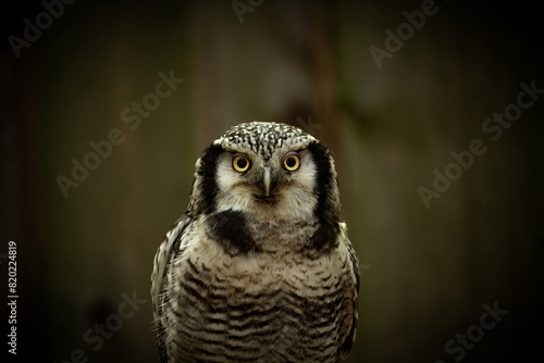 Northern hawk-owl (Surnia ulula)..