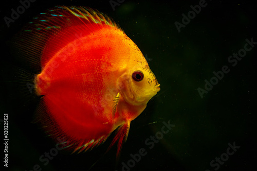 orange discus fish in aquarium